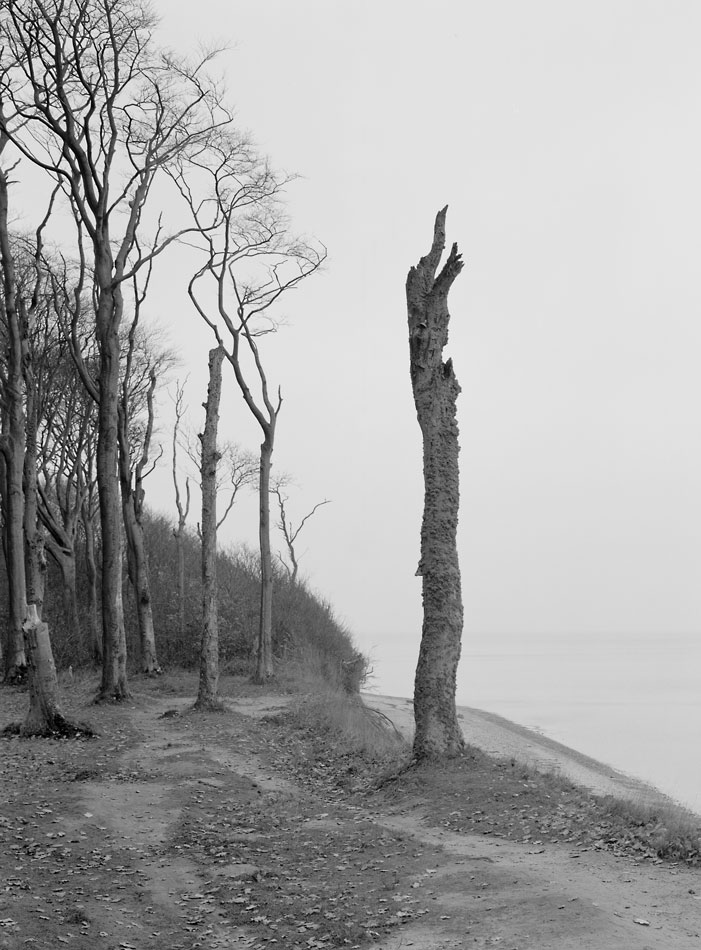 Martin-Zellerhoff-Geisterwald